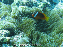 Pink Anemone fish - A special little fish only found in F... by Jenny Dodson 